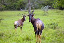 Uganda-Uganda-Lake Mburo Wildlife Horse Safari